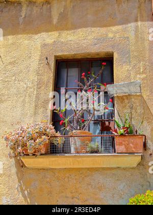 La photo a été prise dans la ville espagnole de Tarragone. La photo montre une fenêtre avec des plantes à fleurs du sud sur le rebord de la fenêtre. Banque D'Images