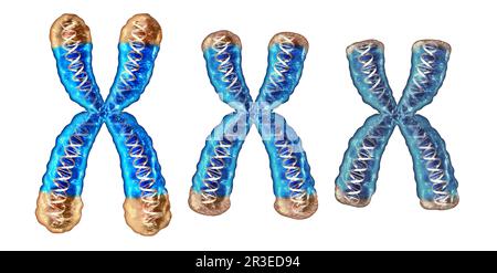 Processus de vieillissement des télomères comme raccourcissement et réduction des télomères situés sur les bouchons d'extrémité d'un chromosome, ce qui entraîne des dommages à l'ADN, ce qui entraîne une réduction Banque D'Images