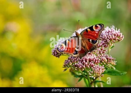 Aglais io, le paon européen Banque D'Images