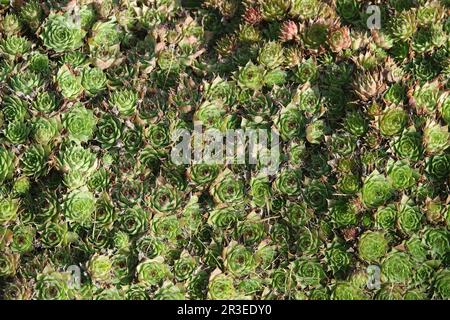 Common houseleek Sempervivum tectorum, Banque D'Images