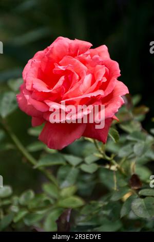 Vue rapprochée d'une fleur rose saumon et de ses feuilles vertes qui fleurit au printemps Banque D'Images