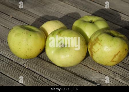 Malus domestica Weisser Wintertaffetapfel, pomme Banque D'Images