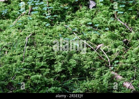 Forêt avec mousse Banque D'Images