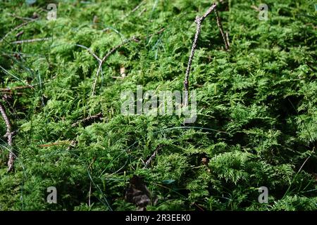 Forêt avec mousse Banque D'Images