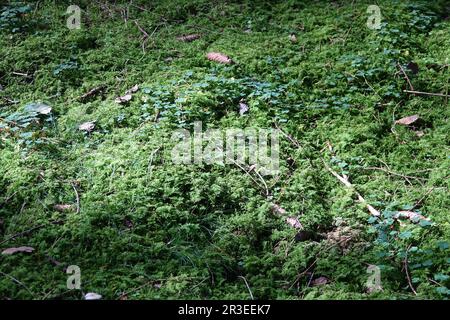 Forêt avec mousse Banque D'Images