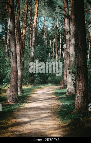 Chemin à travers la forêt Banque D'Images