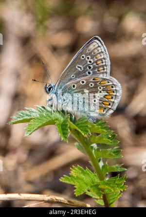 Arnside, Milnthorpe, Cumbria, Royaume-Uni. 23rd mai 2023. Un petit papillon bleu spectaculaire à Arnside, Milnthorpe, Cumbria, Royaume-Uni crédit: John Eveson/Alamy Live News Banque D'Images