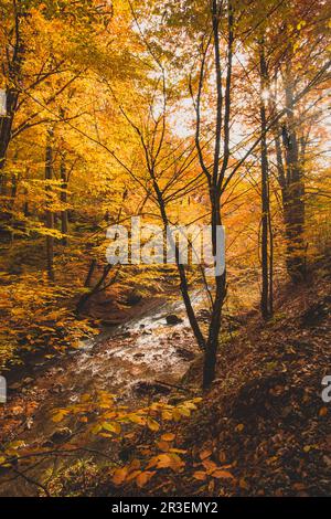 Le petit ruisseau de montagne dans la forêt d'automne Banque D'Images