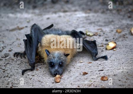 la chauve-souris aux fruits a une fourrure dorée sur la tête, le cou, les épaules et parfois le dos. Leurs ailes sont noires et non furrées. Renards volants ou Banque D'Images