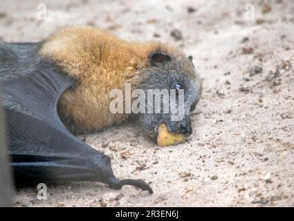 la chauve-souris aux fruits a une fourrure dorée sur la tête, le cou, les épaules et parfois le dos. Leurs ailes sont noires et non furrées. Renards volants ou Banque D'Images