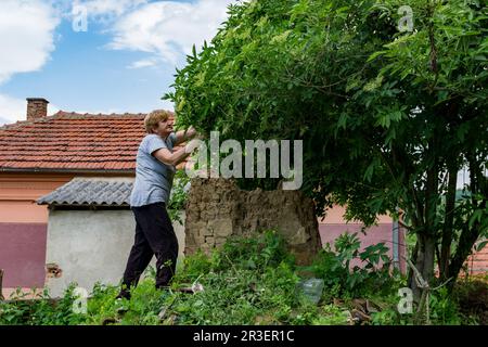 Une femme récoltant des fleurs de sureau blanches d'un arbre pour faire du jus, dans une arrière-cour rustique et négligée derrière la maison Banque D'Images