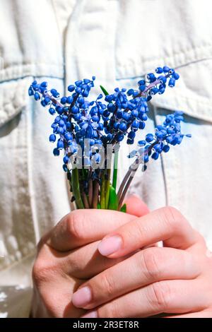 Mains de femmes tenant des fleurs de muscari bleu. Cadeau de l'enfant pour la fête des mères. Petit bouquet de muscari bleu. Fleuriste au fleuriste Banque D'Images