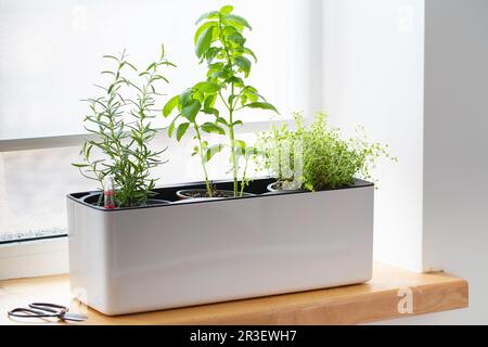 Thym vert dans un pot à cube blanc. Une plante de thym en pot. Plantes de cuisine. Herbes aromatiques vertes mélangées - thym, basilic, ros Banque D'Images