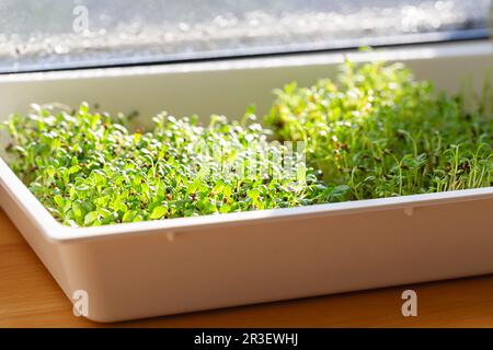 Microherbes de luzerne. Germination des Microgreens. Germination des graines à la maison. Vegan et concept de saine alimentation. Graines de luzerne germées, Banque D'Images