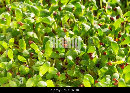 Microherbes de luzerne. Germination des Microgreens. Germination des graines à la maison. Vegan et concept de saine alimentation. Graines de luzerne germées, Banque D'Images