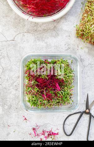 Amaranth micro herbes. Micro-verts de sparting. Germination des graines à la maison. Vegan et concept de saine alimentation. Graine d'amarante germé Banque D'Images