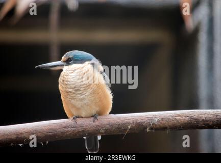 le kingfisher effrayé a un dos turquoise, une bosse et une queue bleu turquoise, des parties inférieures blanc buff et un large col crème. Il y a un large œil noir Banque D'Images