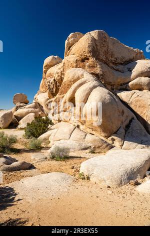 Matin dans le parc national de Joshua Tree, Californie, États-Unis, lors d'une belle journée de printemps. Banque D'Images