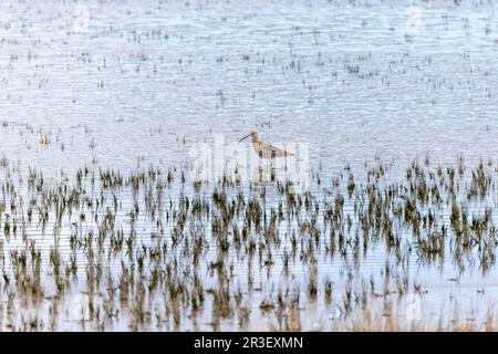 Le Courlis 'Numenius arquata' se fore dans une mer bleu chatoyante peu profonde. Oiseau à gué avec bec long sur les plates-forme de marée. North Bull Island, Dublin, Irlande Banque D'Images