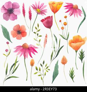 Illustrations aquarelles de fleurs sauvages. Ensemble d'éléments isolés sur fond blanc, plantes pavot, escholzia, cosmos, échinacée. Bourgeons et feuilles Banque D'Images