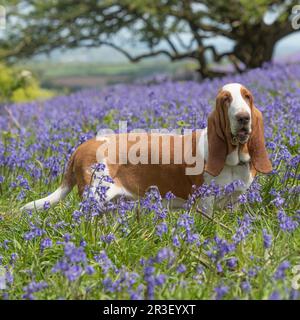 Basset hound Banque D'Images