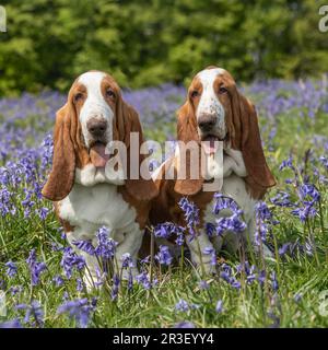 Deux Basset Hounds Banque D'Images