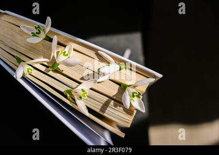 Snowdrop fleurit sur un vieux livre. Fleurs du premier printemps. Bonjour printemps. Encore la vie avec un livre. Galanthus parmi les pages de livre Banque D'Images