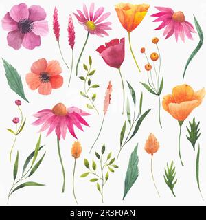 Illustrations aquarelles de fleurs sauvages. Ensemble d'éléments isolés sur fond blanc, plantes pavot, escholzia, cosmos, échinacée. Bourgeons et feuilles Banque D'Images