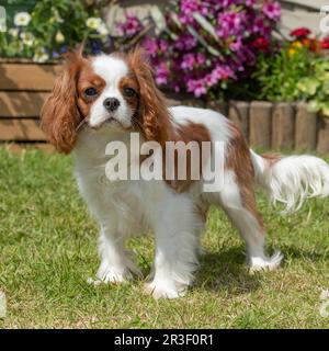 Blenheim cavalier King Charles chien d'Espagne Banque D'Images