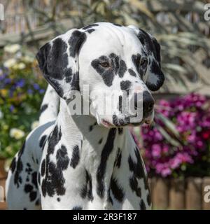 Chien Dalmatien Banque D'Images
