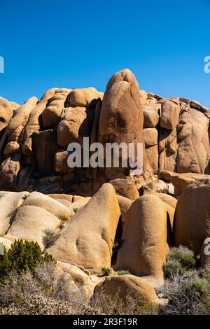 Matin dans le parc national de Joshua Tree, Californie, États-Unis, lors d'une belle journée de printemps. Banque D'Images