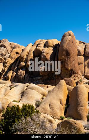 Matin dans le parc national de Joshua Tree, Californie, États-Unis, lors d'une belle journée de printemps. Banque D'Images