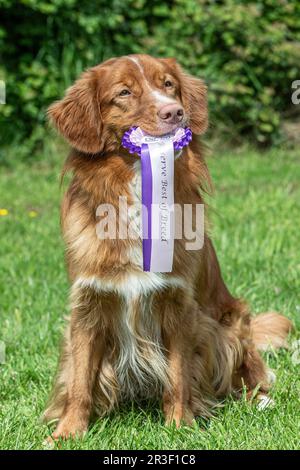 Nova Scotia Duck Tolling Retriever tenant une rosette aa Banque D'Images