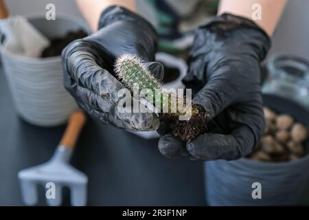 Gros plan des mains de femmes tenant le cactus. Concept de jardin à la maison. Outils de jardinage. Lieu de travail du jardinier. Masse dans un godet. Tak Banque D'Images