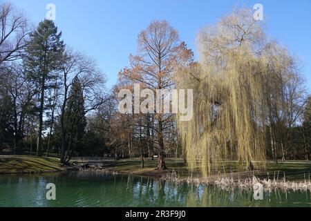 Metasequoia glyptostroboides, séquoia dwan, floraison Banque D'Images