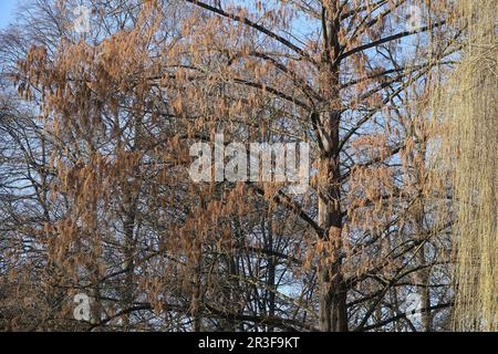 Metasequoia glyptostroboides, séquoia dwan, floraison Banque D'Images