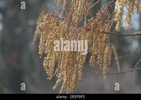 Metasequoia glyptostroboides, séquoia dwan, floraison Banque D'Images