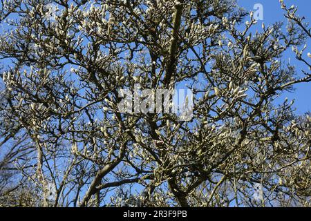 Magnolia x soulangiana, soucoupe magnolia Banque D'Images