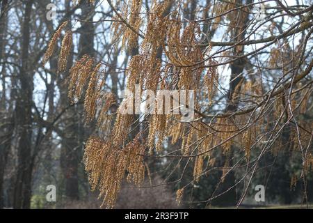 Metasequoia glyptostroboides, séquoia dwan, floraison Banque D'Images