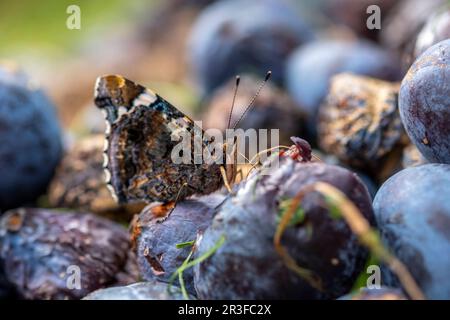 L'automne, c'est le temps des fruits - les fêtes de papillons sur les prunes Banque D'Images