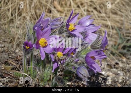 Pulsatilla vulgaris, fleur de pasque Banque D'Images