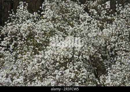 Magnolia salicifolia, magnolia à saule Banque D'Images