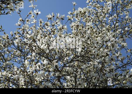 Magnolia salicifolia, magnolia à saule Banque D'Images