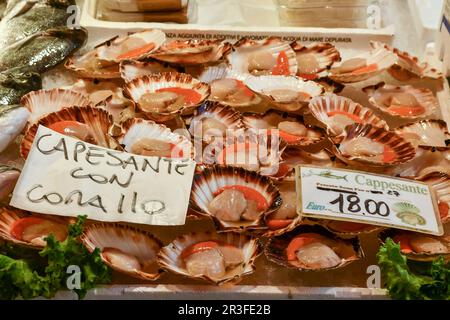 Gros plan de la prise de la journée à la Loggia du marché aux poissons du Rialto avec des pétoncles au corail, sestiere de San Polo, Venise, Vénétie, Italie Banque D'Images