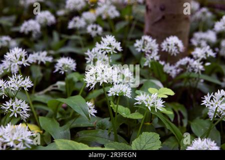 Allium ursinum connu un ail sauvage, ramsons, Cowley, sarrasins, ail à feuilles larges, l'ail de bois, les plantes de poireaux d'ours poussent dans le bois. Herbes sauvages wi Banque D'Images