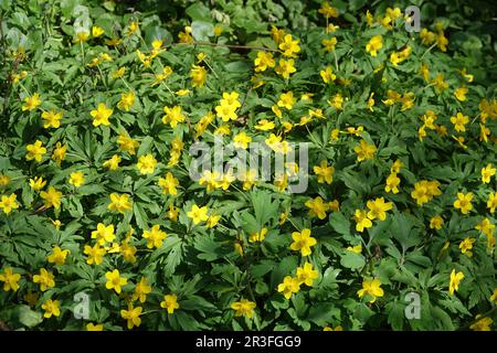 Anemone ranunculoides, anemone de bois jaune Banque D'Images