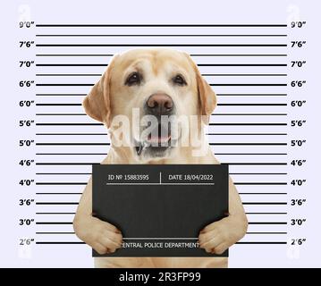 Labrador Retriever arrêté avec une planche à coups de feu contre le tableau de hauteur. Photo amusante du criminel Banque D'Images