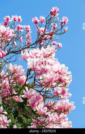 Le magnolia fleurira au printemps. fleurs roses tendres baignant dans la lumière du soleil. le temps peut être chaud. Magnolia en fleurs au printemps Banque D'Images