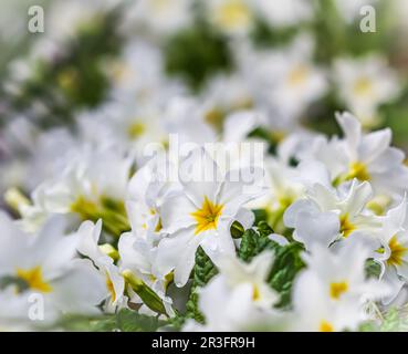 Primevre blanche en fleurs dans le jardin de printemps. Arrière-plan naturel Banque D'Images