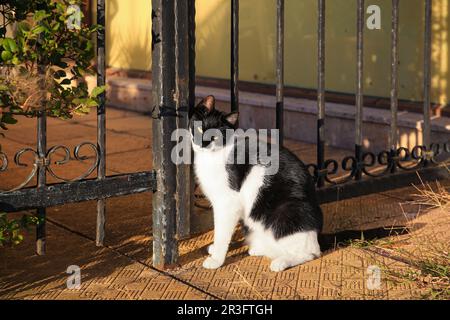 Joli chat noir et blanc assis près d'une clôture en fer à l'extérieur. Animal errant Banque D'Images